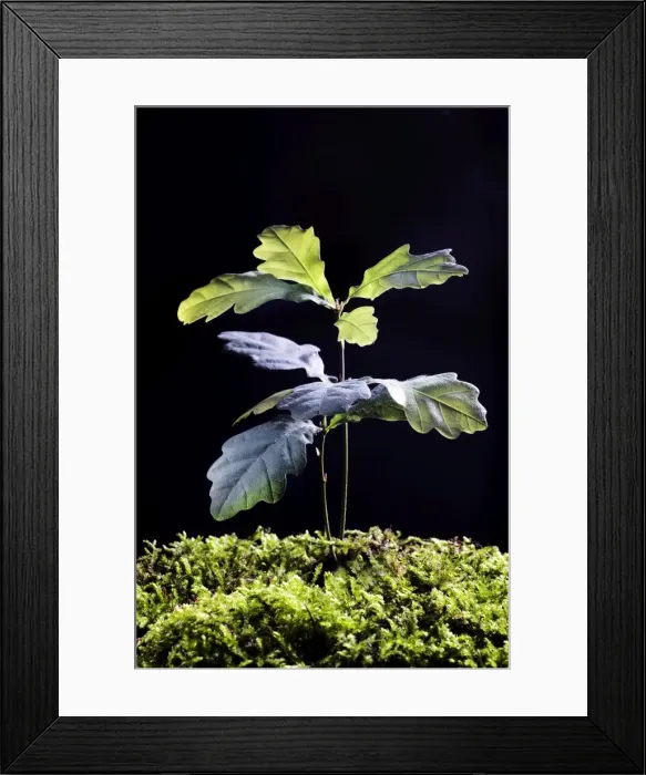 Framed Print : English Oak Tree Framed Print : English Oak Tree