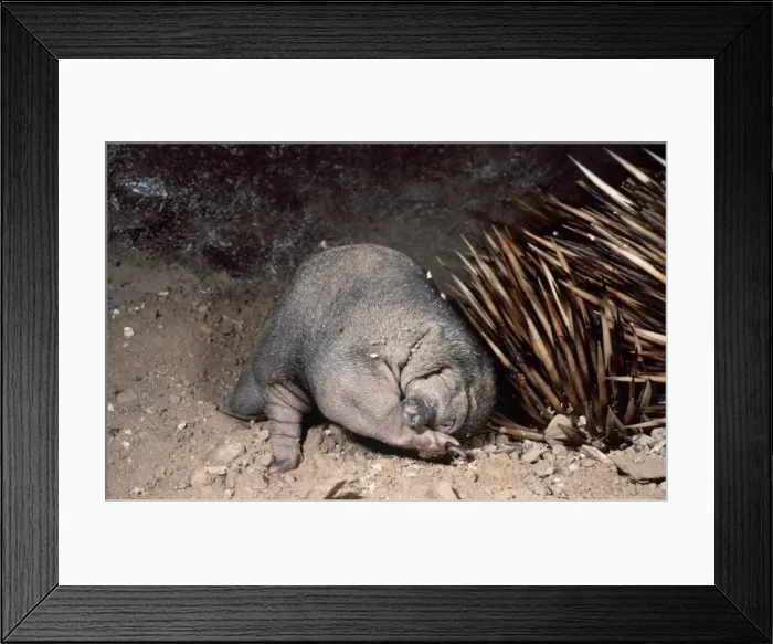 Framed Print : Short-beaked Echidna - baby in burrow AU-1266 Framed Print : Short-beaked Echidna - baby in burrow AU-1266
