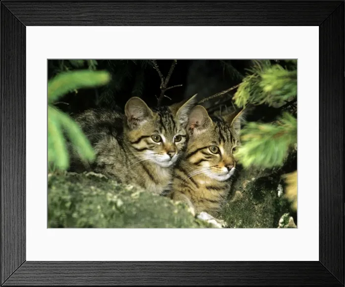 Framed Print : WIld Cat - kittens Framed Print : WIld Cat - kittens