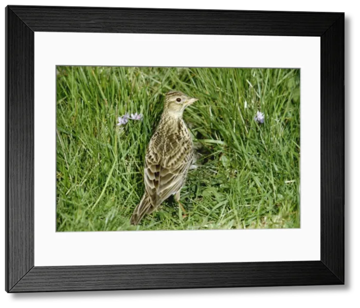 Framed Print : Skylark PS 8482 Fetlar, Shetland, Scotland. Alanda arvensis © Peter Steyn / ardea. com Framed Print : Skylark PS 8482 Fetlar, Shetland, Scotland. Alanda arvensis © Peter Steyn / ardea. com