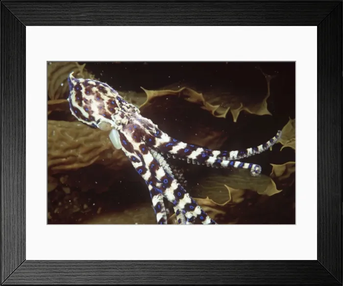 Framed Print : Blue-ringed Octopus AU-1396
