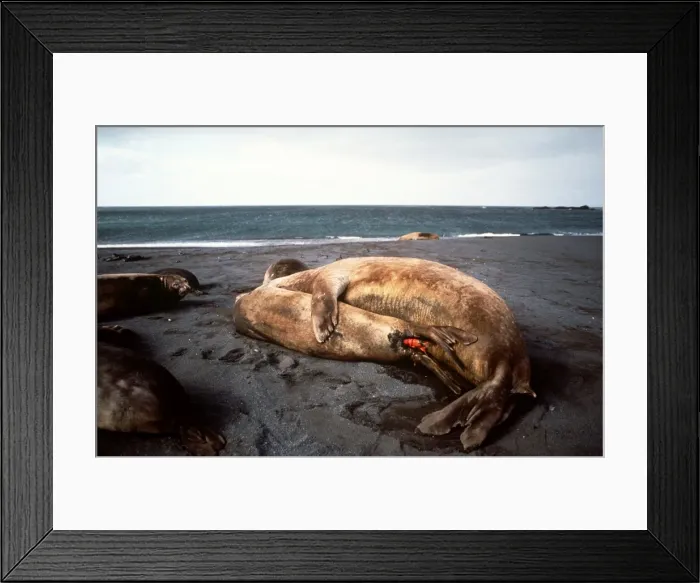 Framed Print : Southern Elephant Seals - mating - Crozet Islands AU-1403 Framed Print : Southern Elephant Seals - mating - Crozet Islands AU-1403