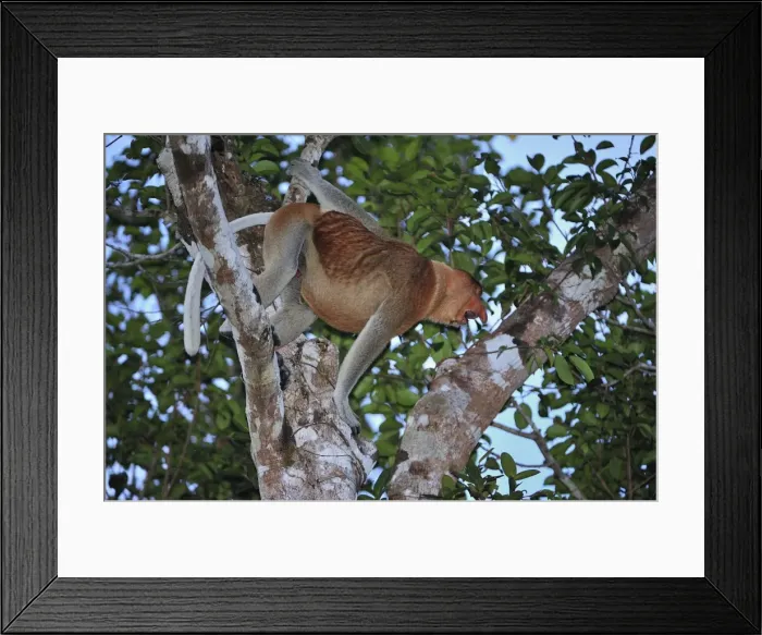 Framed Print : Proboscis Monkey - male calling - Tanjung Puting National Park - Kalimantan - Borneo - Indonesia Framed Print : Proboscis Monkey - male calling - Tanjung Puting National Park - Kalimantan - Borneo - Indonesia