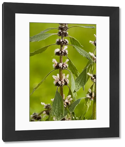 Motherwort - in flower. Medicinal and poisonous plant