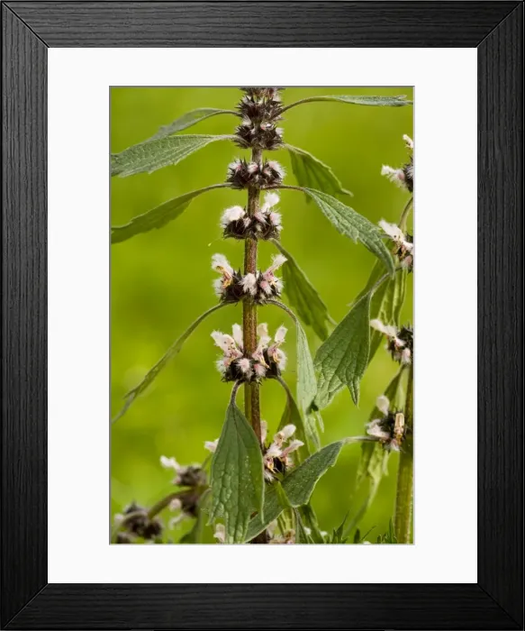 Framed Print : Motherwort - in flower. Medicinal and poisonous plant Framed Print : Motherwort - in flower. Medicinal and poisonous plant