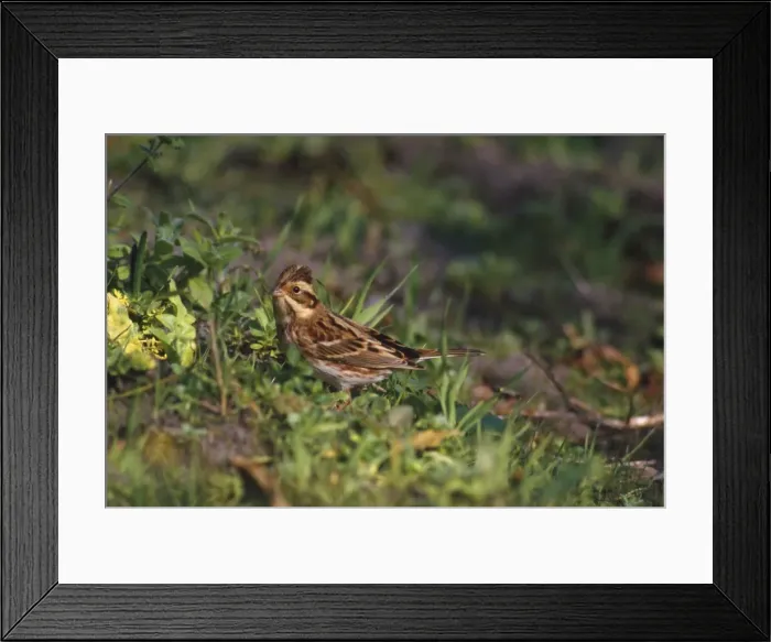 Framed Print : Rustic Bunting - female Framed Print : Rustic Bunting - female
