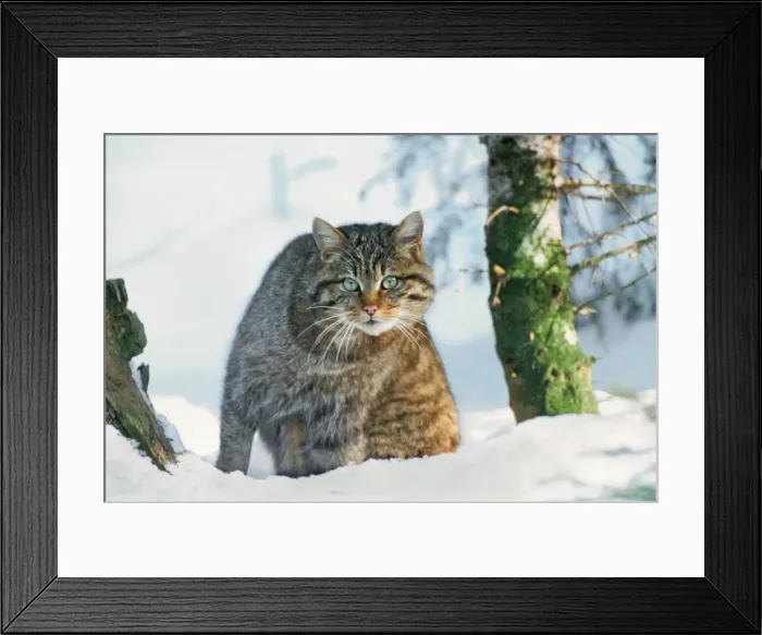 Framed Print : Wildcat / Wild Cat - in snow - Germany Framed Print : Wildcat / Wild Cat - in snow - Germany