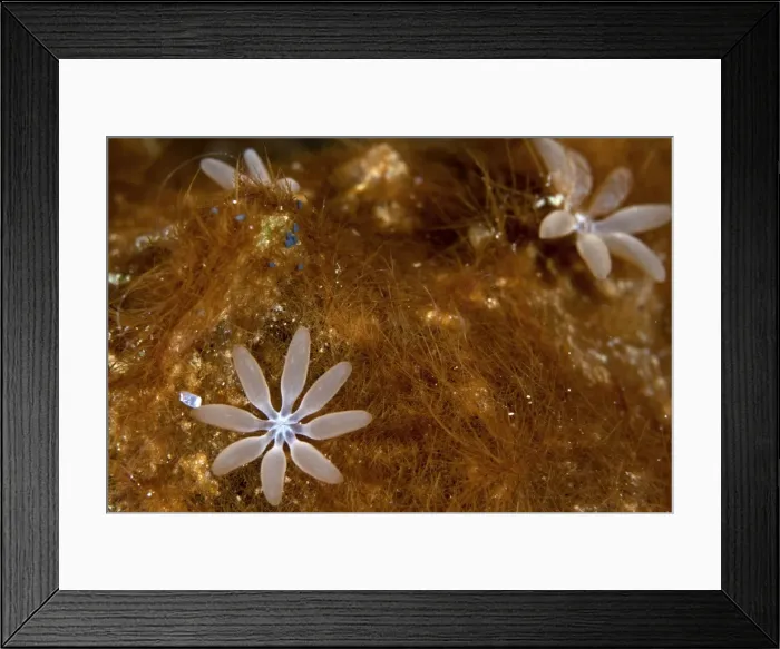 Framed Print : Organ Pipe Coral - Indonesia Framed Print : Organ Pipe Coral - Indonesia