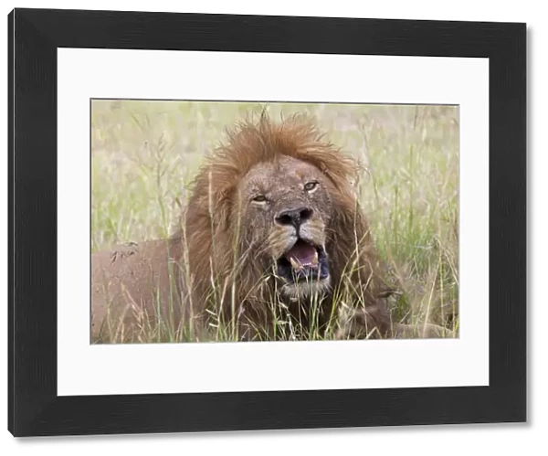 African Lion - male with mouth open - Masai Mara Game Reserve - Kenya