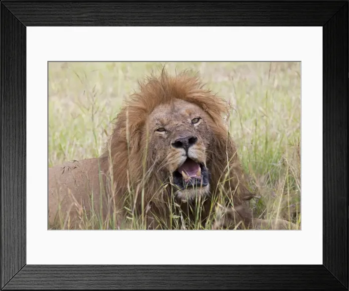 Framed Print : African Lion - male with mouth open - Masai Mara Game Reserve - Kenya Framed Print : African Lion - male with mouth open - Masai Mara Game Reserve - Kenya