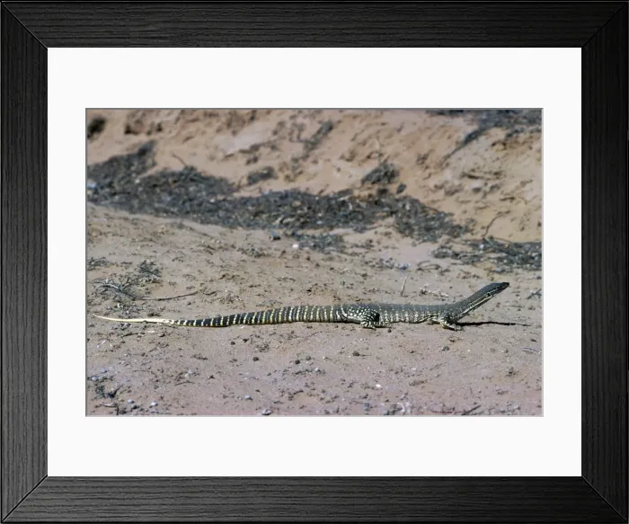 Framed Print : Goulds'Sand Goanna Framed Print : Goulds'Sand Goanna