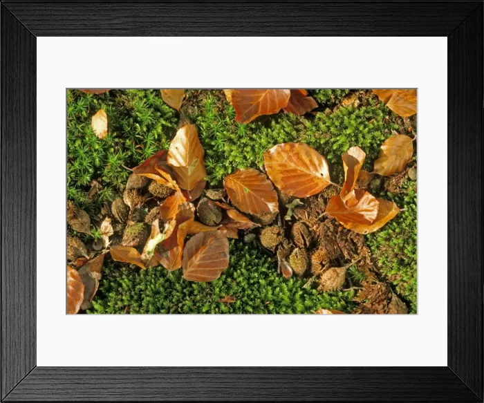 Framed Print : Beech Tree - fallen leaves & Mast Framed Print : Beech Tree - fallen leaves & Mast
