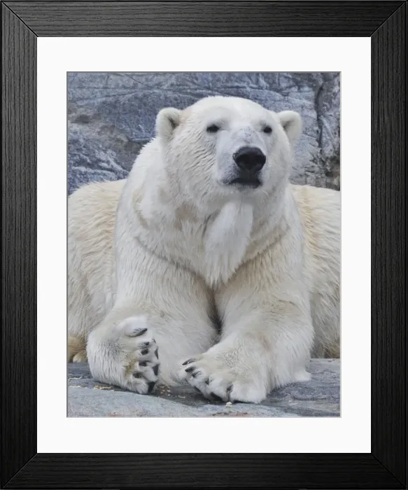 Framed Print : Polar Bear - in a zoo Framed Print : Polar Bear - in a zoo