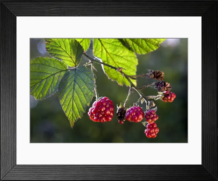 Framed Print : Blackberries - with leaves Framed Print : Blackberries - with leaves