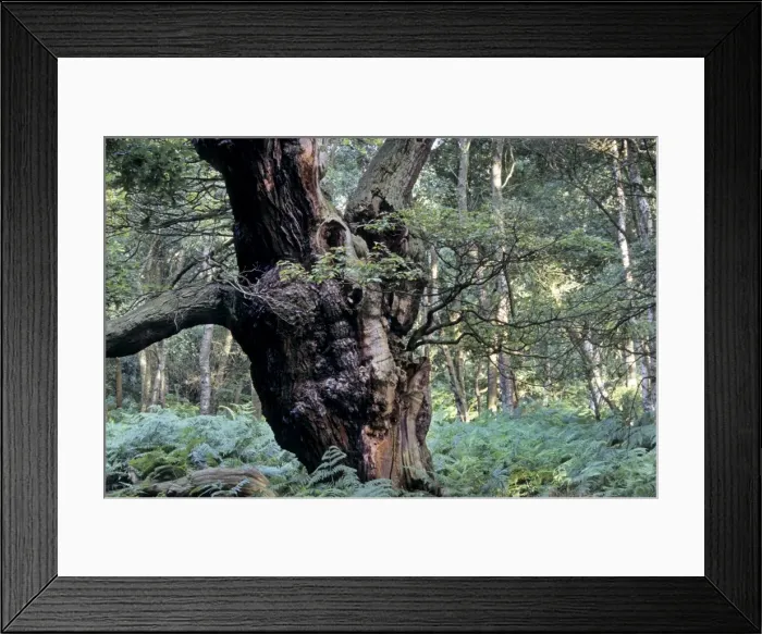 Framed Print : Old trees - Sherwood Forest - Nottinghamshire - England Framed Print : Old trees - Sherwood Forest - Nottinghamshire - England