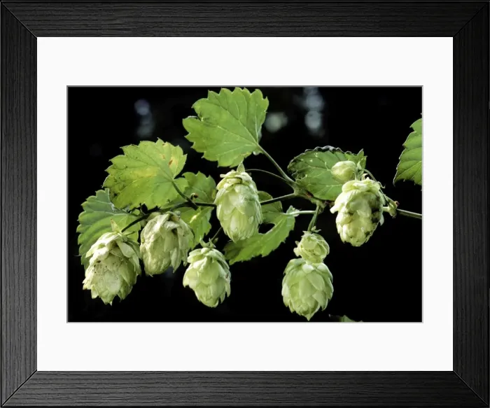 Framed Print : Common Hop harvest - Belgium Framed Print : Common Hop harvest - Belgium