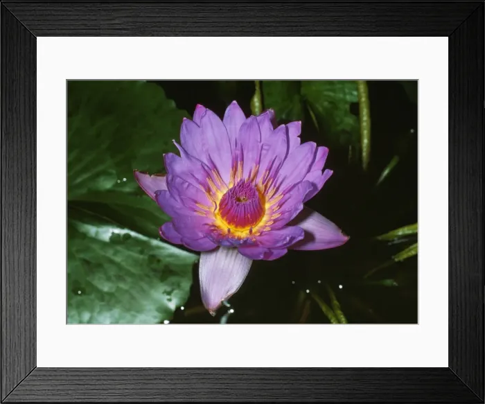 Framed Print : African Blue Water Lily Framed Print : African Blue Water Lily