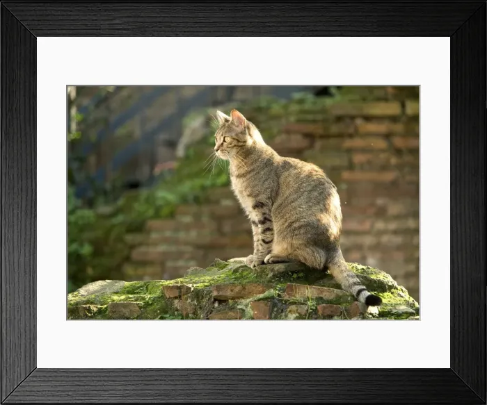 Framed Print : Cat - on stone wall - Rome - Italy Framed Print : Cat - on stone wall - Rome - Italy