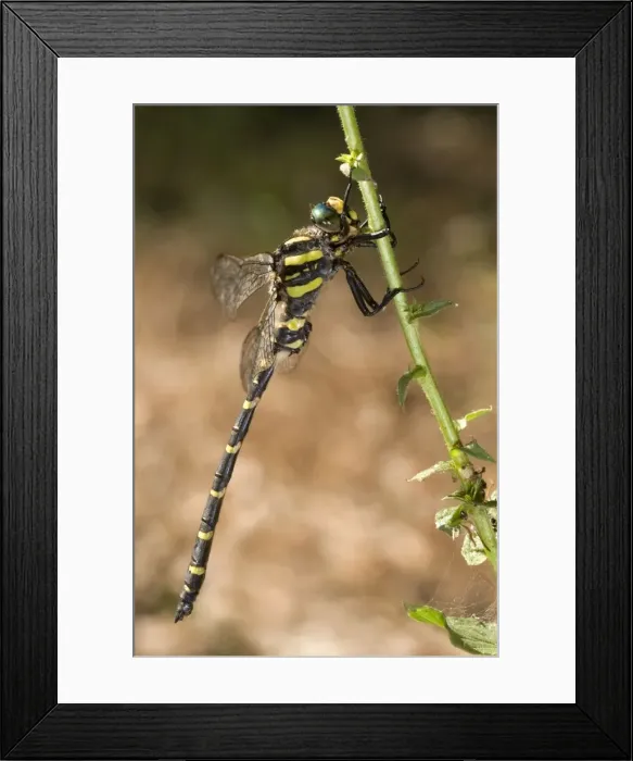 Framed Print : Common Goldenring / Golden-ringed Dragonfly - male Framed Print : Common Goldenring / Golden-ringed Dragonfly - male