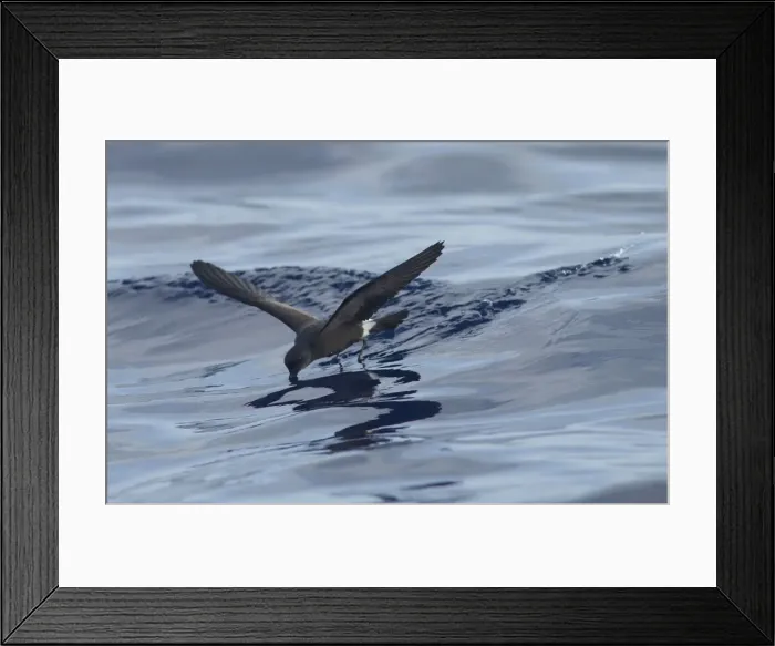Framed Print : Madeiran Storm-Petrel - feeding on sea - June - Madeira Framed Print : Madeiran Storm-Petrel - feeding on sea - June - Madeira