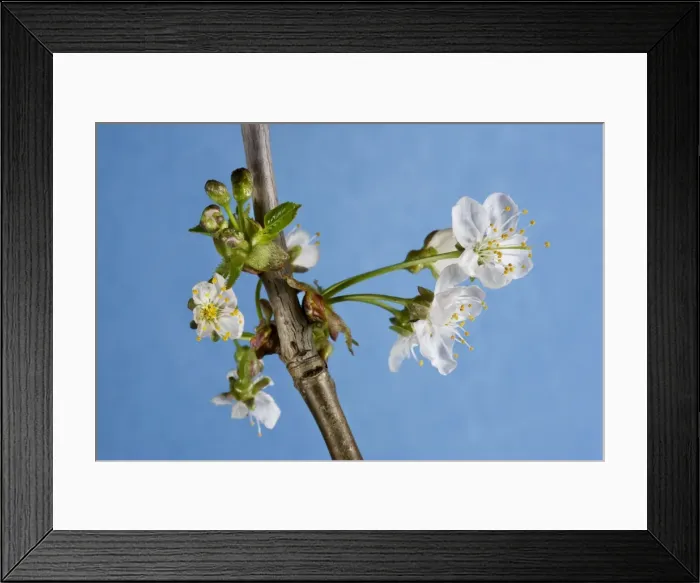 Framed Print : Cherry Tree - blossom Framed Print : Cherry Tree - blossom