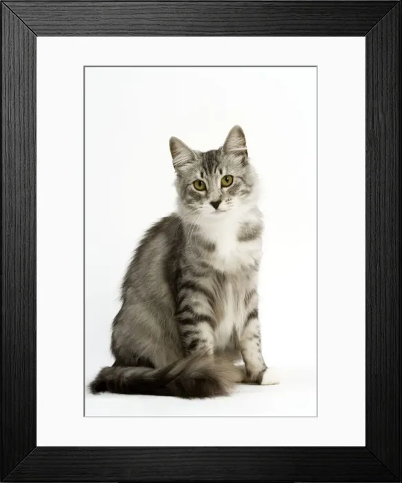 Framed Print : Cat - Norwegian Silver Tabby Framed Print : Cat - Norwegian Silver Tabby