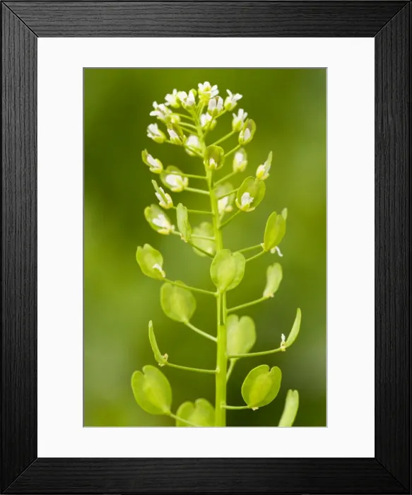 Framed Print : Field Peny-cress - in flower and fruit Framed Print : Field Peny-cress - in flower and fruit