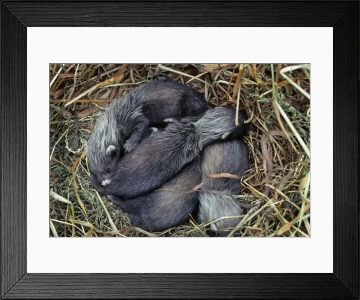 Framed Print : Polecat - babies in hay nest Framed Print : Polecat - babies in hay nest