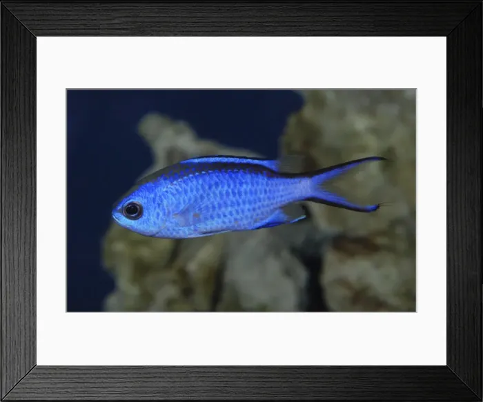 Framed Print : Blue Chromis - western Atlantic Ocean Framed Print : Blue Chromis - western Atlantic Ocean