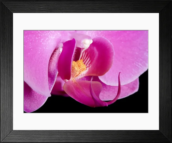 Framed Print : Orchid - Valentine - Asia Framed Print : Orchid - Valentine - Asia
