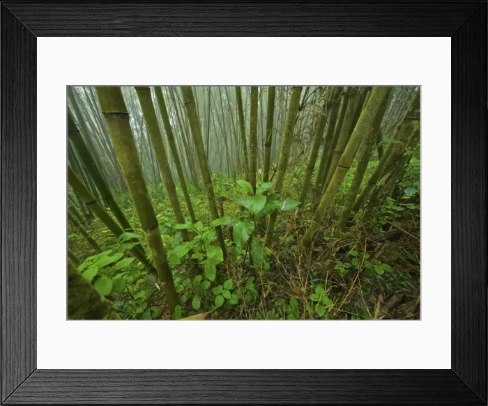 Framed Print : Green Mountain Bamboo forest - Tanzania - Africa Framed Print : Green Mountain Bamboo forest - Tanzania - Africa
