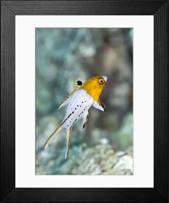 Framed Print : Lyretail Hogfish - Red Sea Framed Print : Lyretail Hogfish - Red Sea