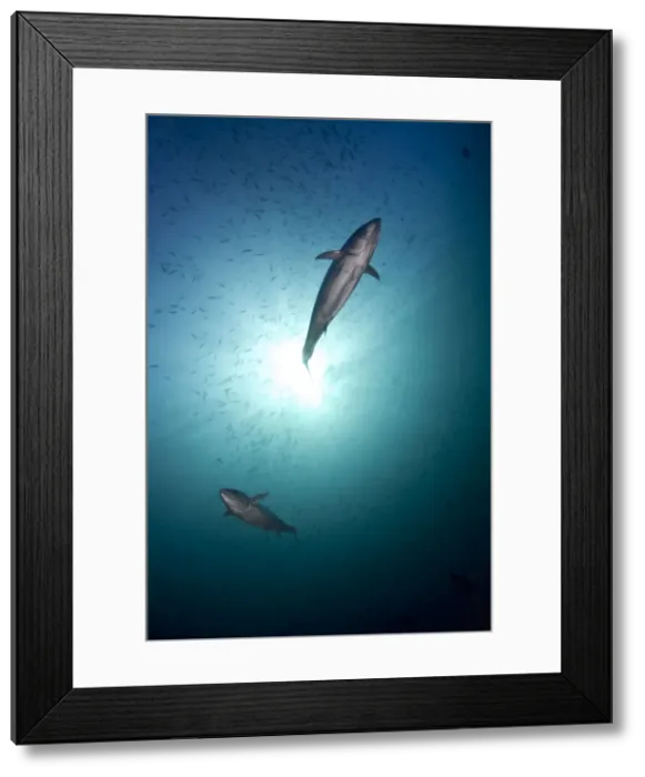 Framed Print : Tuna Fish - Maldives Framed Print : Tuna Fish - Maldives