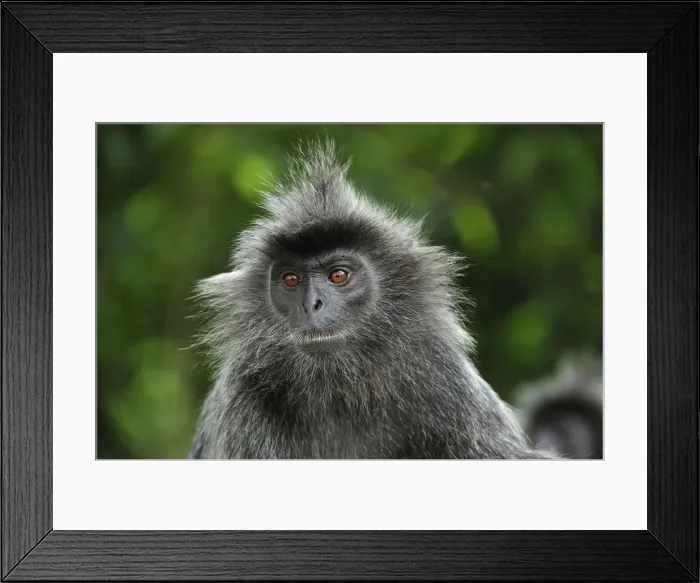 Framed Print : Silvery Lutung / Silvered Leaf Monkey / Silvery Langur - portrait - Kuala Selangor Nature Park - West Malaysia Framed Print : Silvery Lutung / Silvered Leaf Monkey / Silvery Langur - portrait - Kuala Selangor Nature Park - West Malaysia
