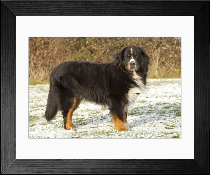 Framed Print : Dog - Bernese Mountain Rescue Dog - in snow - Waterloo Kennels - Stoke Orchard - Cheltenham - UK