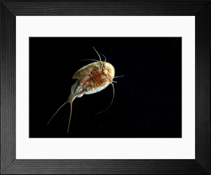 Framed Print : Tadpole Shrimp - ventral view - living fossil is oldest living animal species known - Italy Framed Print : Tadpole Shrimp - ventral view - living fossil is oldest living animal species known - Italy