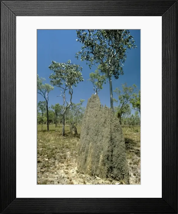 Framed Print : Magnetic Termite Mounds Framed Print : Magnetic Termite Mounds