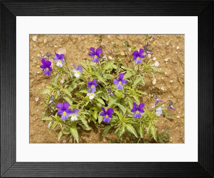 Framed Print : Wild Pansy - attractive colour form Framed Print : Wild Pansy - attractive colour form