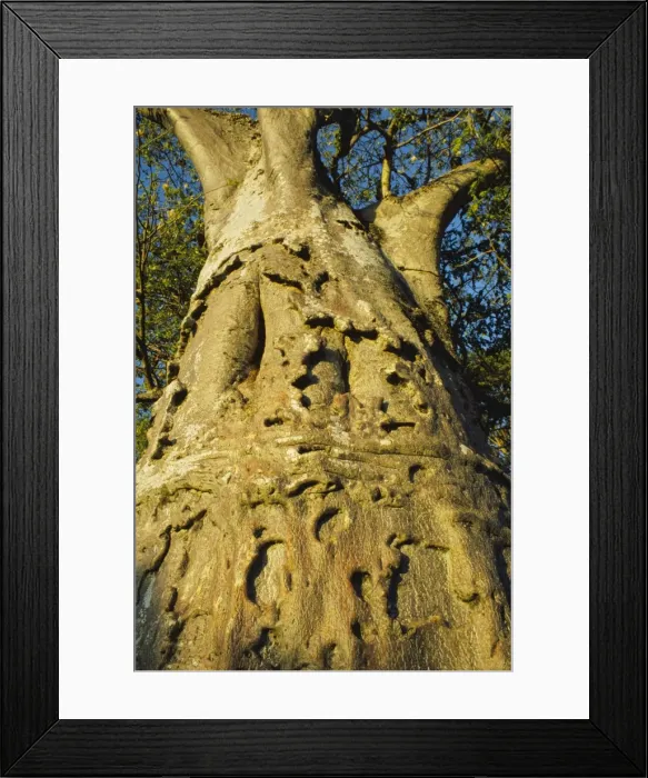 Framed Print : Baobab - trunk Framed Print : Baobab - trunk