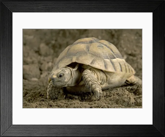 Framed Print : Hermann's Tortoise Framed Print : Hermann's Tortoise