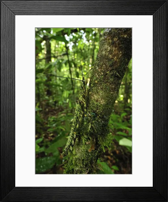 Framed Print : stick insect / walking stick - Tanjung Puting National Park - Kalimantan - Borneo - Indonesia Framed Print : stick insect / walking stick - Tanjung Puting National Park - Kalimantan - Borneo - Indonesia