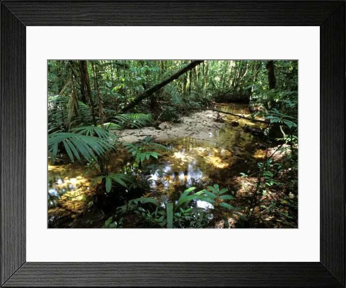 Framed Print : French Guyana - rainforest Framed Print : French Guyana - rainforest