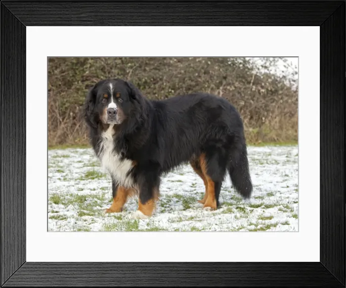 Framed Print : Dog - Bernese Mountain Rescue Dog - in snow - Waterloo Kennels - Stoke Orchard - Cheltenham - UK Framed Print : Dog - Bernese Mountain Rescue Dog - in snow - Waterloo Kennels - Stoke Orchard - Cheltenham - UK