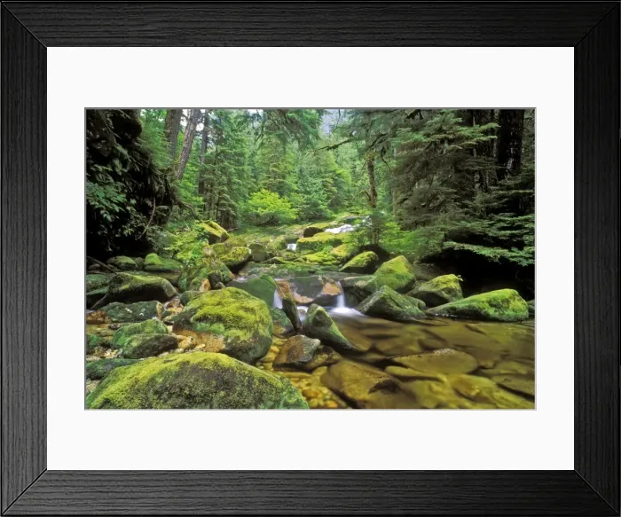 Framed Print : Creek in Northern temperate Rainforest, Princess Royal Island, Westcoast, British Columbia, Canada Framed Print : Creek in Northern temperate Rainforest, Princess Royal Island, Westcoast, British Columbia, Canada