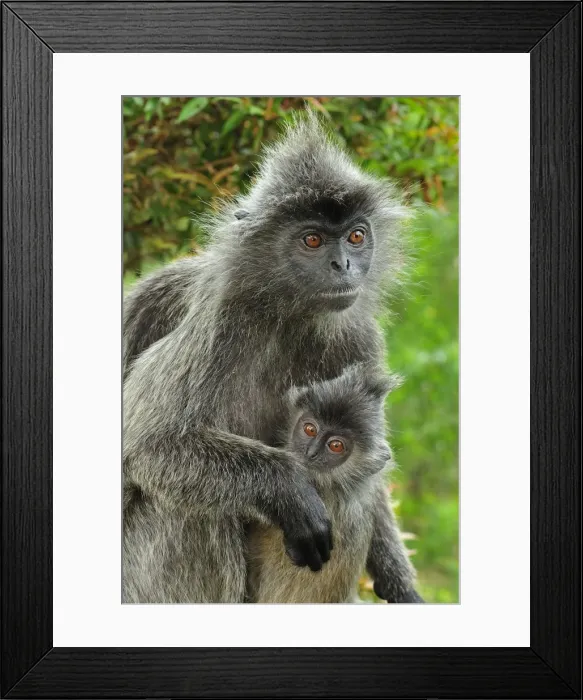 Framed Print : Silvery Lutung / Silvered Leaf Monkey / Silvery Langur - mother with juvenile - Kuala Selangor Nature Park - West Malaysia Framed Print : Silvery Lutung / Silvered Leaf Monkey / Silvery Langur - mother with juvenile - Kuala Selangor Nature Park - West Malaysia