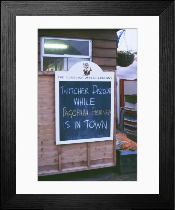 Framed Print : Bird Watchers Ivory Gull Sign - Aldeburgh, UK Framed Print : Bird Watchers Ivory Gull Sign - Aldeburgh, UK