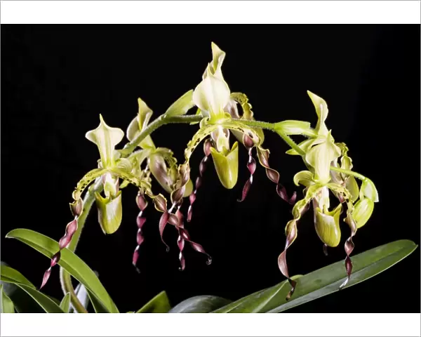 Orchid - Paphiopedilum parishii - Tropical Asia