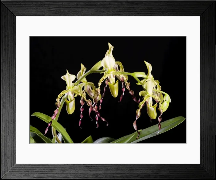 Framed Print : Orchid - Paphiopedilum parishii - Tropical Asia Framed Print : Orchid - Paphiopedilum parishii - Tropical Asia