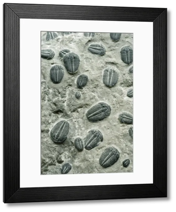 Framed Print : Trilobites Fossil - Cambrian Period Framed Print : Trilobites Fossil - Cambrian Period