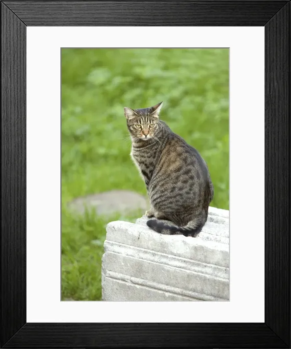 Framed Print : Cat - Tabby on stone wall - Rome - Italy Framed Print : Cat - Tabby on stone wall - Rome - Italy